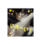 りんりんスタンプ4（個別スタンプ：17）