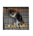 りんりんスタンプ4（個別スタンプ：19）