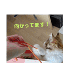 りんりんスタンプ4（個別スタンプ：20）