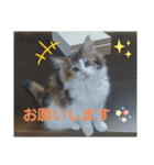 りんりんスタンプ4（個別スタンプ：24）