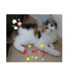 りんりんスタンプ4（個別スタンプ：25）