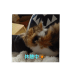 りんりんスタンプ4（個別スタンプ：27）