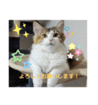 りんりんスタンプ4（個別スタンプ：34）