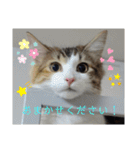 りんりんスタンプ4（個別スタンプ：36）
