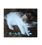 りんりんスタンプ4（個別スタンプ：38）