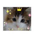 りんりんスタンプ4（個別スタンプ：39）