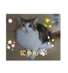 りんりんスタンプ4（個別スタンプ：40）