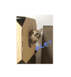 nin nin 1（個別スタンプ：1）
