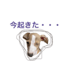 ろにまる スタンプ（個別スタンプ：15）