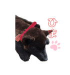 甲斐犬らんちゃん②（個別スタンプ：1）
