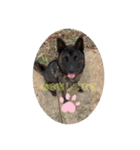 甲斐犬らんちゃん②（個別スタンプ：3）