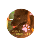 甲斐犬らんちゃん②（個別スタンプ：4）
