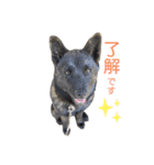 甲斐犬らんちゃん②（個別スタンプ：5）