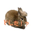 うさぎとトカゲ（個別スタンプ：7）