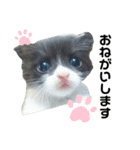 捨て猫ぼんバジ（個別スタンプ：1）