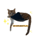 捨て猫ぼんバジ（個別スタンプ：2）