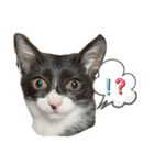 捨て猫ぼんバジ（個別スタンプ：3）