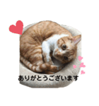 捨て猫ぼんバジ（個別スタンプ：4）