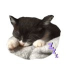捨て猫ぼんバジ（個別スタンプ：5）