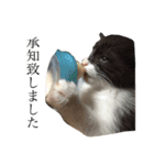 捨て猫ぼんバジ（個別スタンプ：6）