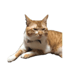 捨て猫ぼんバジ（個別スタンプ：7）