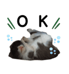 捨て猫ぼんバジ（個別スタンプ：8）