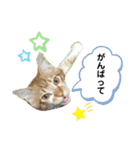 捨て猫ぼんバジ（個別スタンプ：9）