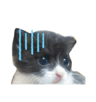 捨て猫ぼんバジ（個別スタンプ：10）
