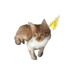 捨て猫ぼんバジ（個別スタンプ：11）
