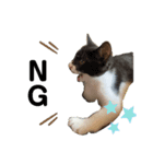 捨て猫ぼんバジ（個別スタンプ：12）