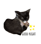 捨て猫ぼんバジ（個別スタンプ：13）