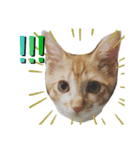 捨て猫ぼんバジ（個別スタンプ：14）