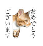捨て猫ぼんバジ（個別スタンプ：16）