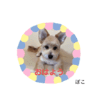 ぽこせんりすたんぷ（個別スタンプ：6）