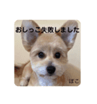 ぽこせんりすたんぷ（個別スタンプ：7）