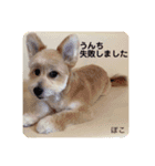 ぽこせんりすたんぷ（個別スタンプ：8）