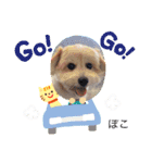 ぽこせんりすたんぷ（個別スタンプ：13）