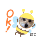ぽこせんりすたんぷ（個別スタンプ：14）