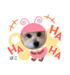 ぽこせんりすたんぷ（個別スタンプ：16）