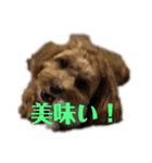 シエルスタンプズ4（個別スタンプ：10）