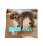 シエルスタンプズ4（個別スタンプ：23）