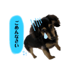 ダックスHauruちゃん（個別スタンプ：7）