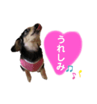 ダックスHauruちゃん（個別スタンプ：8）