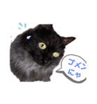 もふシャル（個別スタンプ：2）