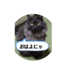 もふシャル（個別スタンプ：4）