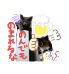 なっちゃんとこんちゃんスタンプだわよ。（個別スタンプ：6）