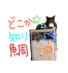 なっちゃんとこんちゃんスタンプだわよ。（個別スタンプ：8）