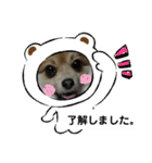 可愛いポメラニアンルル（個別スタンプ：7）