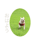 うめちんの日常（個別スタンプ：3）