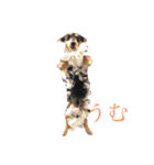 レオひな（個別スタンプ：8）